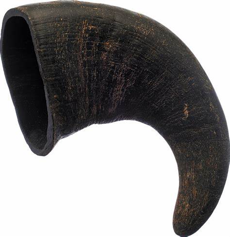 Buffalo horn image